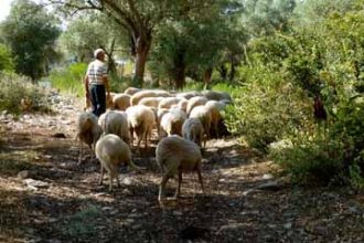 turkish_painting_holidays_ (136)