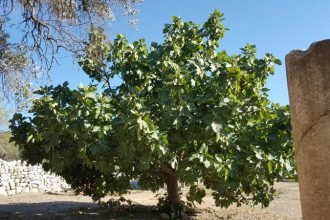 turkish painting holidays different holidays ideas (597)